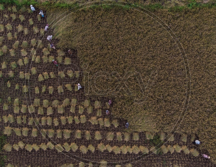 Aerial view of paddy harvesting