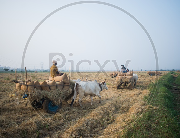 Indian Bullock Cart Carrying Paddy