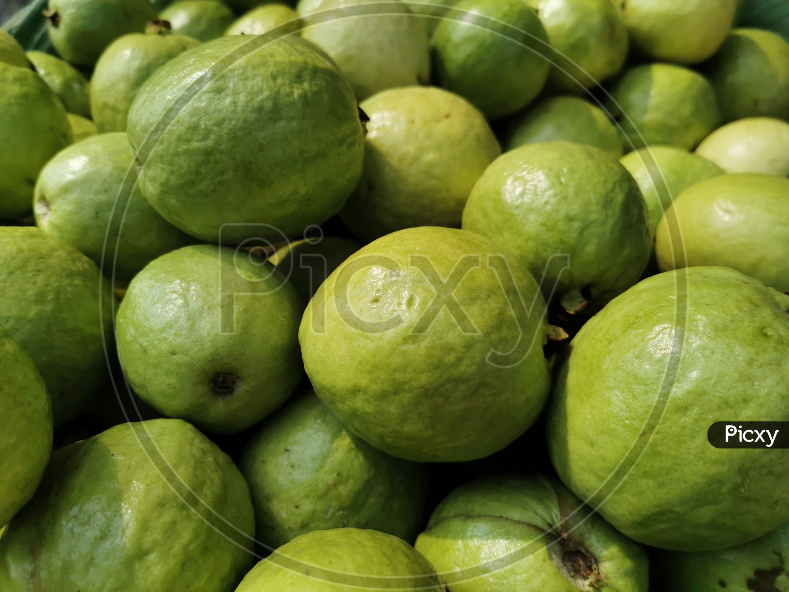 Guava Fruit Closeup Forming a Background