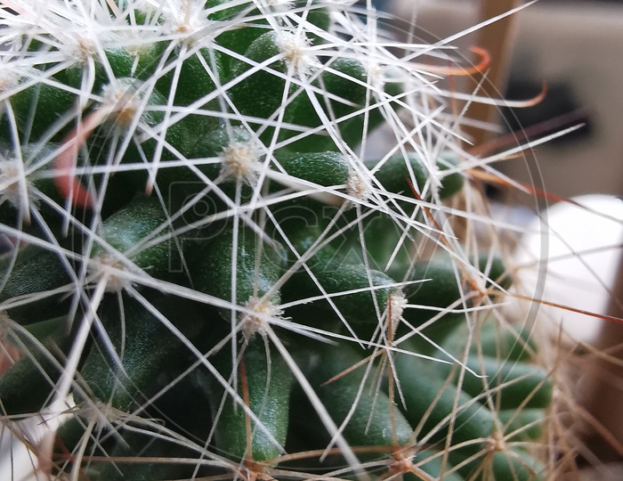Cactus Plant Closeup With Thorns