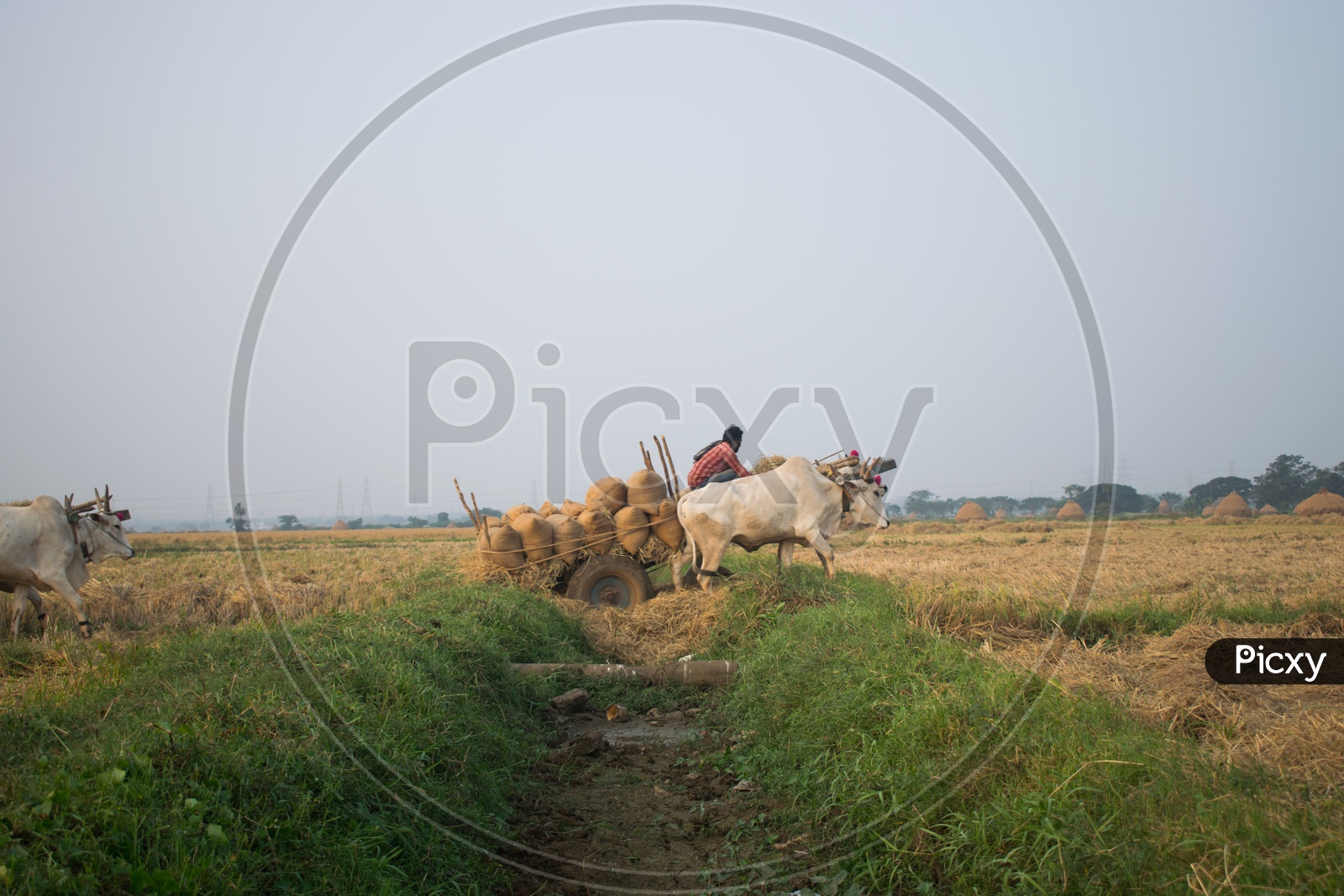 Indian Bullock Cart Carrying Paddy