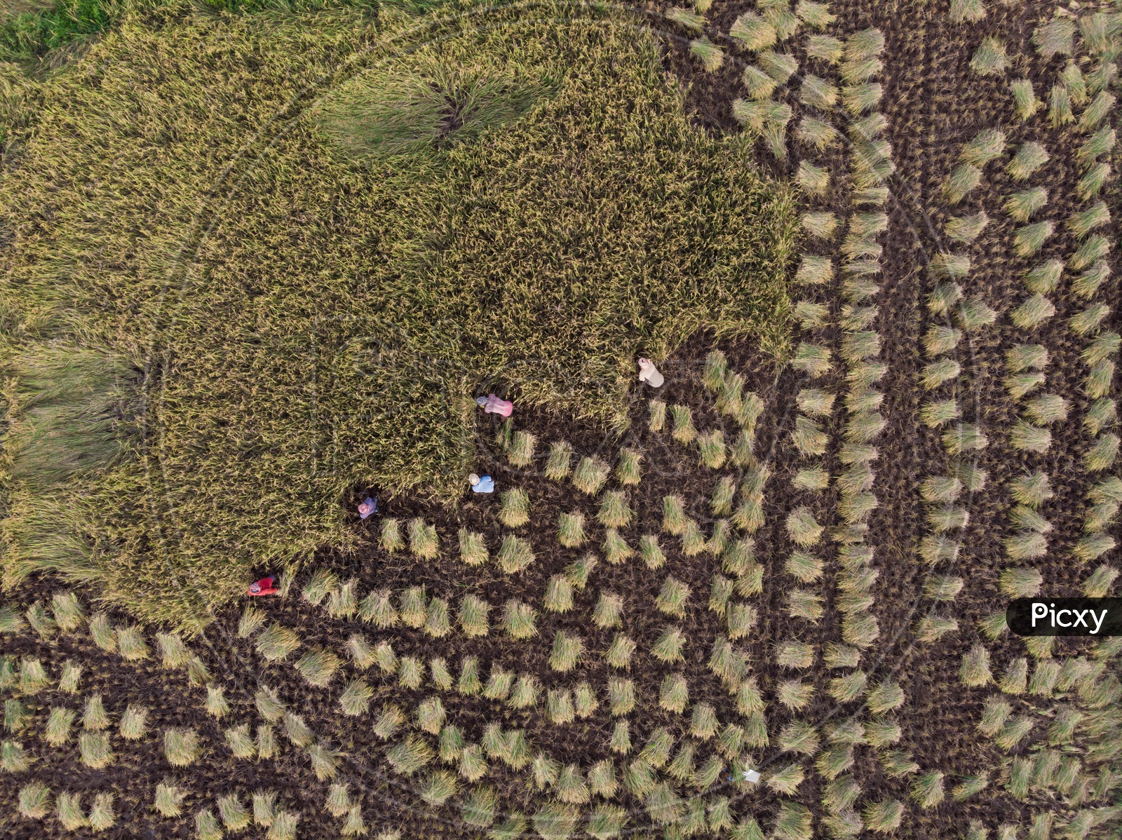 Aerial view of paddy harvesting
