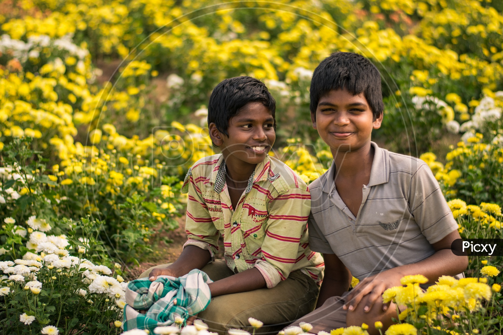 Two Young's boys in Marigold field