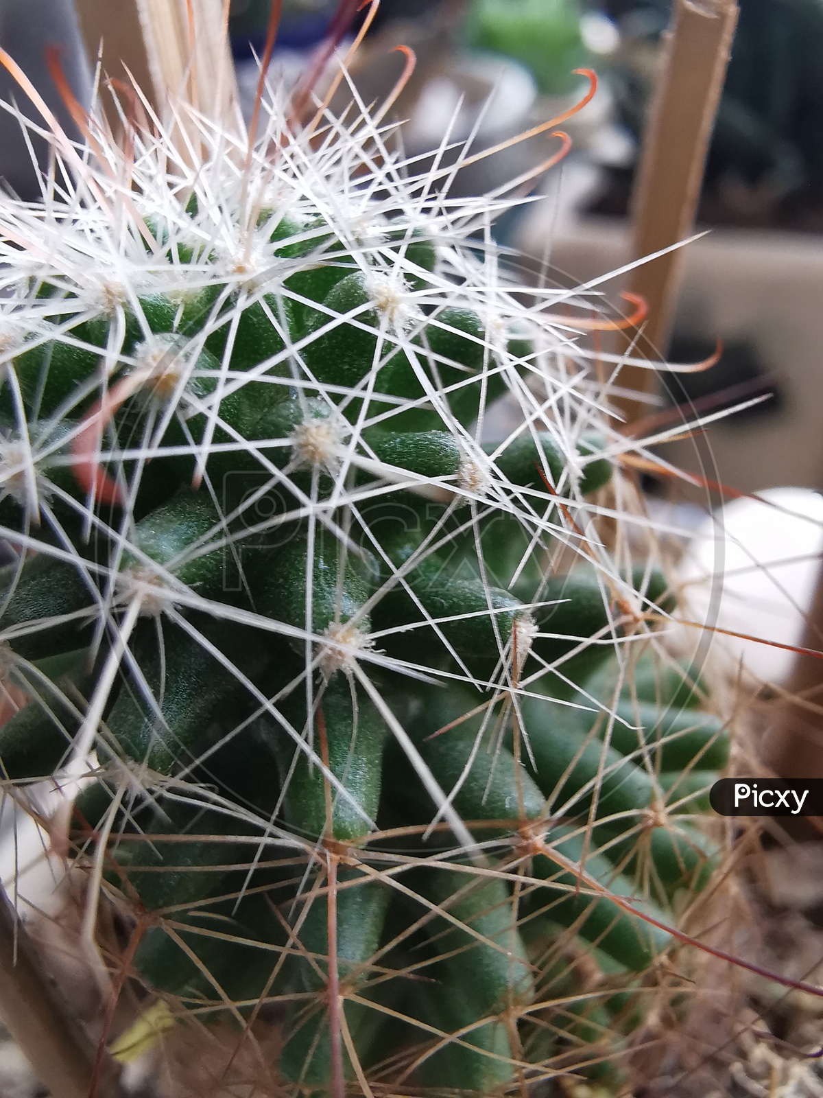 Cactus Plant Closeup With Thorns
