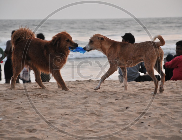 Dogs in Goa Beach
