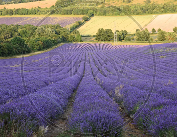 Mayfield  Lavender Farm at Carshalton, Banstead UK