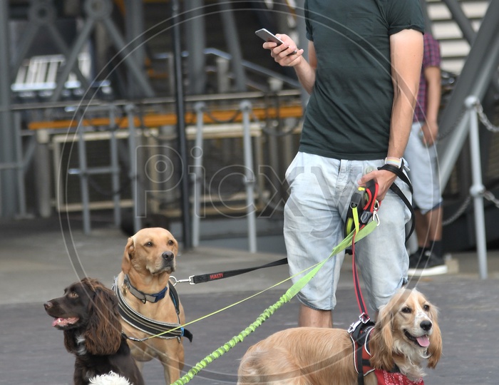 Young Man With Pet Dogs And Checking His Phone On Streets Of London