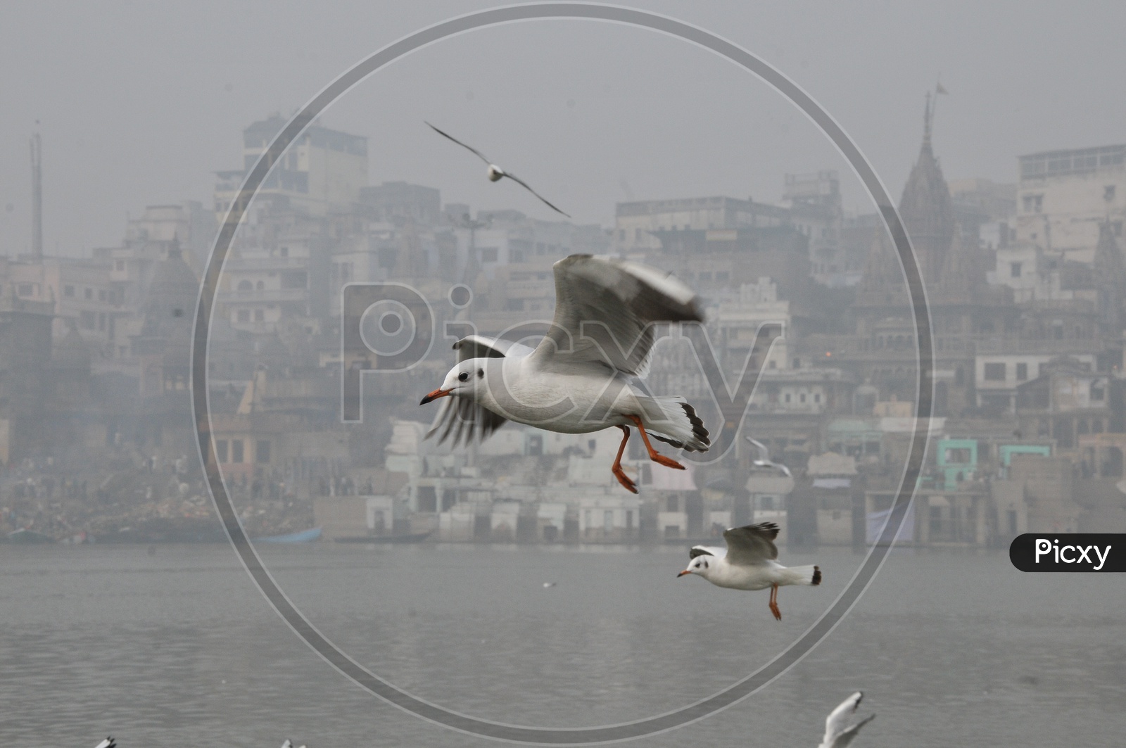 Migratory Birds on River Ganga In Varanasi