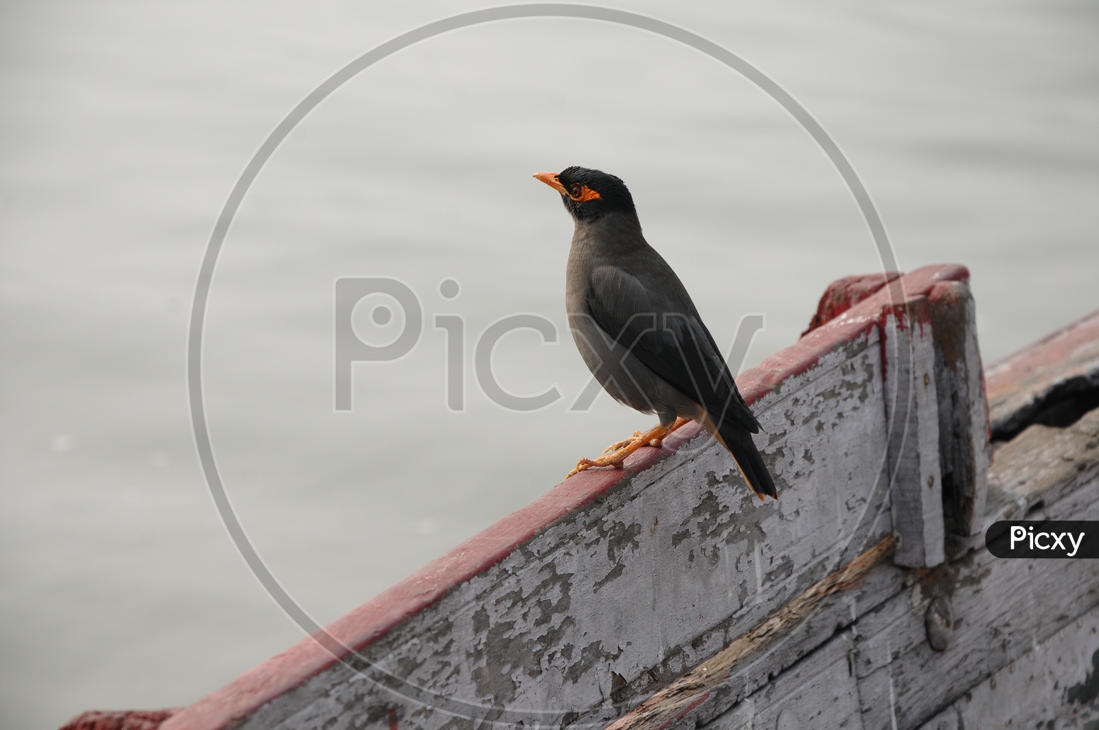 Myna Bird On A Boat In Varanasi