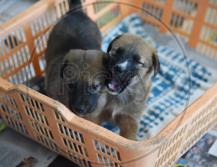 Cute Puppies In Blue Cross Center