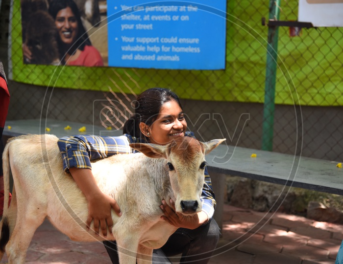 Young Girl Animal Lover With a Calf At a Pet Care Center