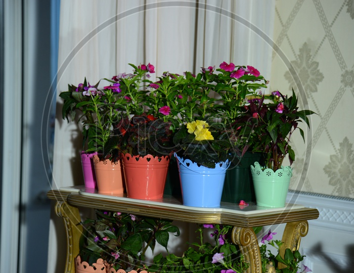 Flower Pots in a House