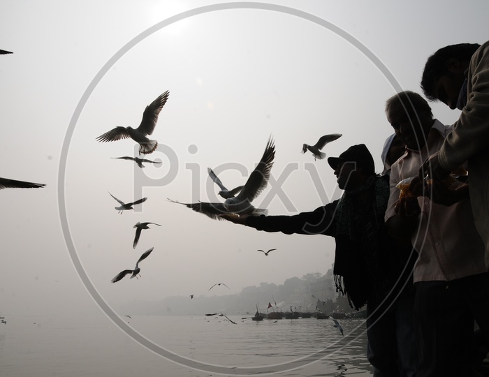 Pilgrims Feeding Migratory Birds on Ganga River in Varanasi