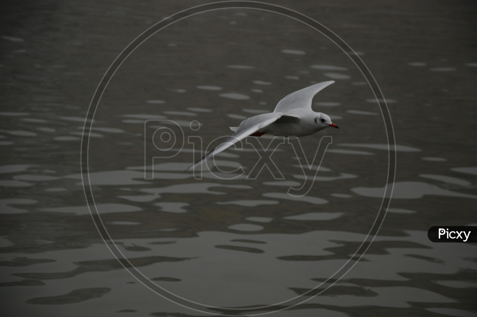 Migratory Birds on River Ganga At Varanasi