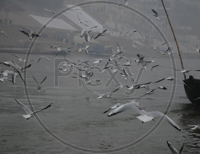 Pilgrims Enjoying The Morning Boat Rides on River Ganga in Varanasi With Migratory Birds