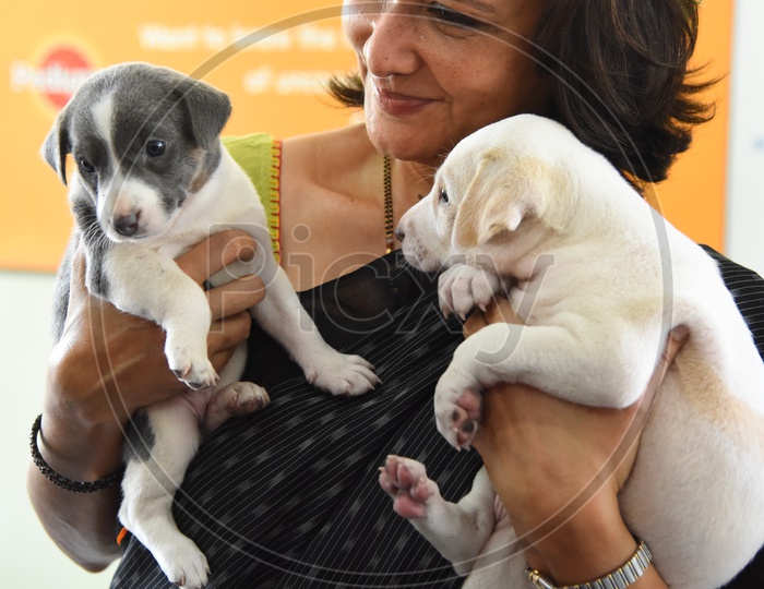 Akkineni Amala With Puppies At Blue Cross Center