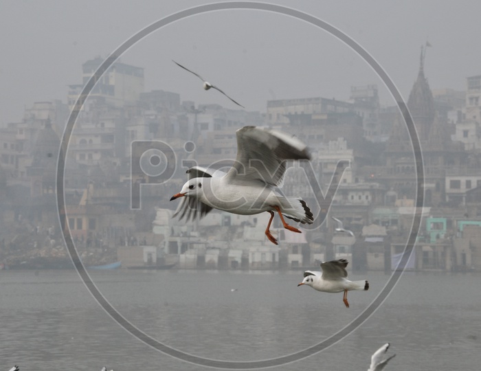 Migratory Birds on River Ganga In Varanasi
