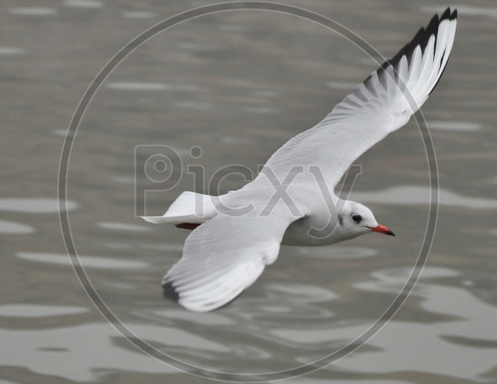 Migratory Birds on River Ganga At Varanasi