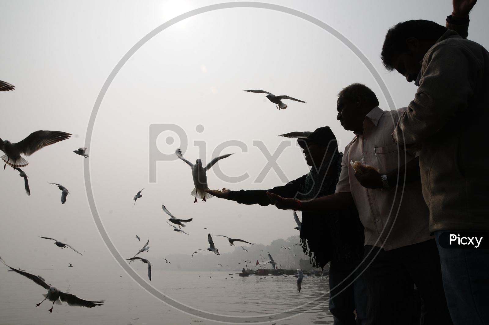 Pilgrims Feeding Migratory Birds on Ganga River in Varanasi