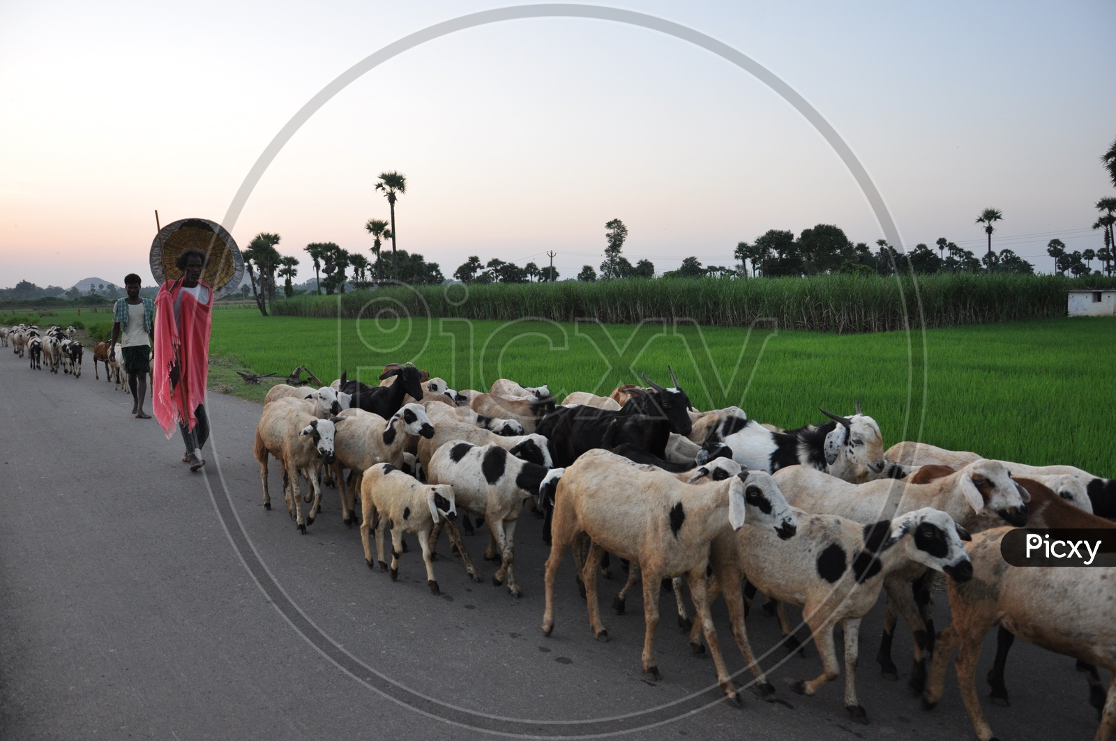 Goat grazing before Sankranthi festival celebrations