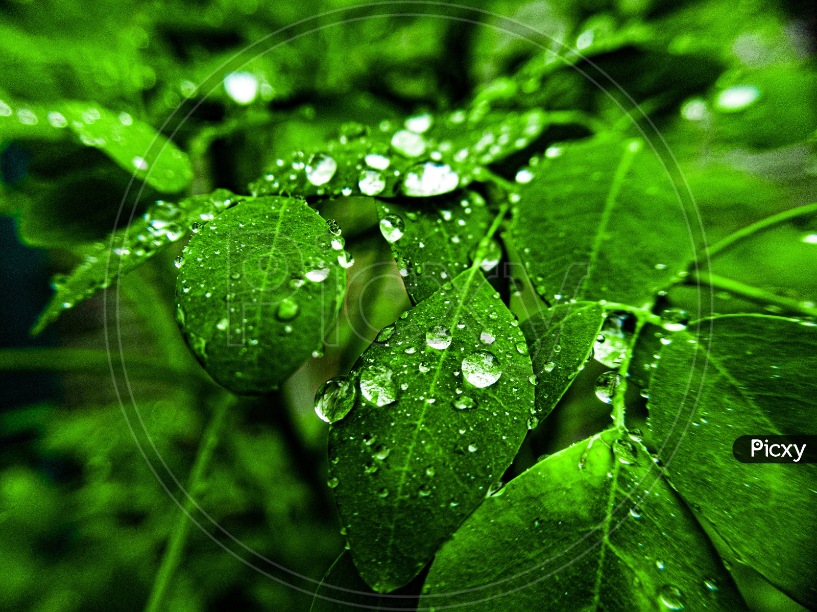 Rain drops on leaves