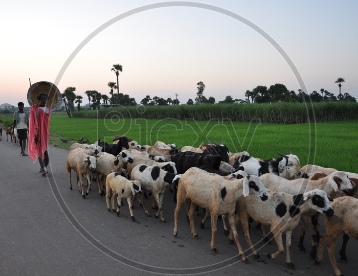 Goat grazing before Sankranthi festival celebrations