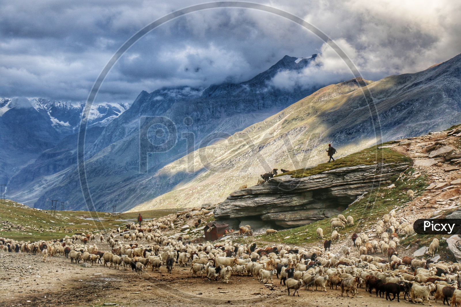 Flock Of Sheep Taking To Grazing On Terrains Of Leh