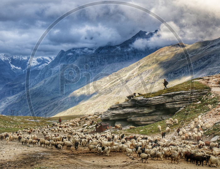 Flock Of Sheep Taking To Grazing On Terrains Of Leh