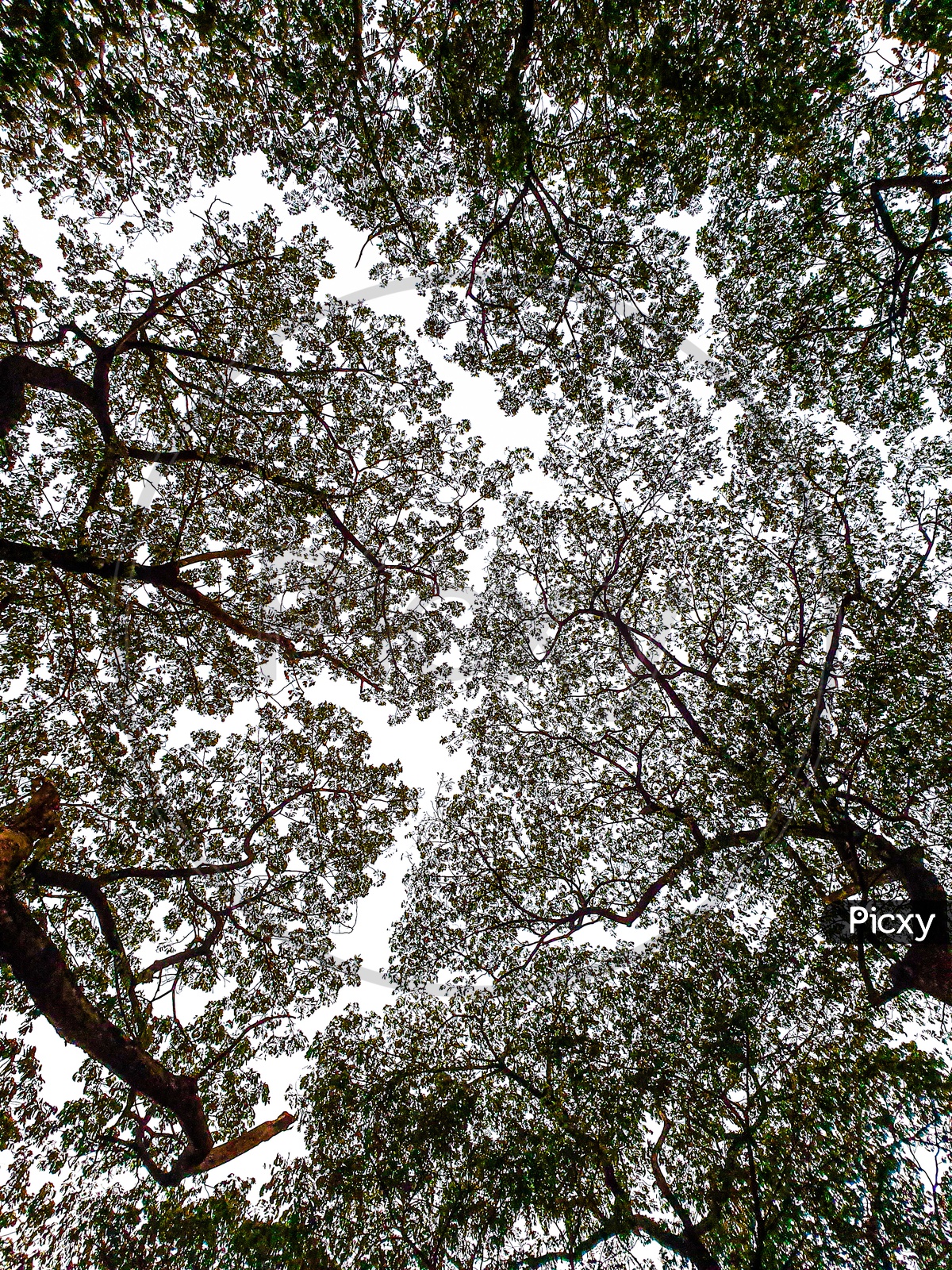 Canopy Of tree Branches With Bright Sky