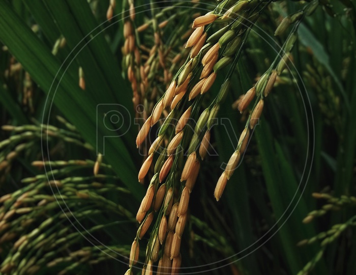 Agriculture. Rice Paddy