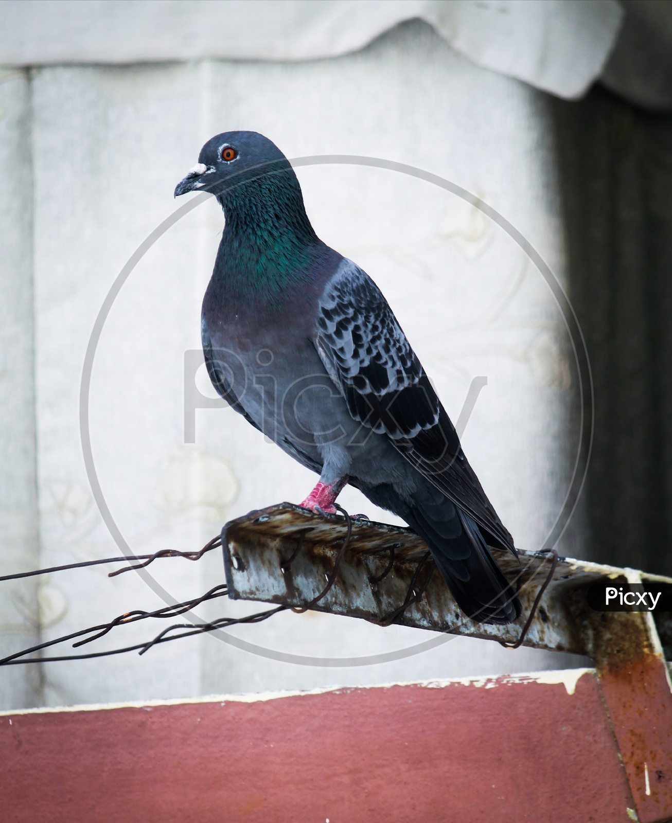 Pigeon Standing on a Rusted Iron Bar