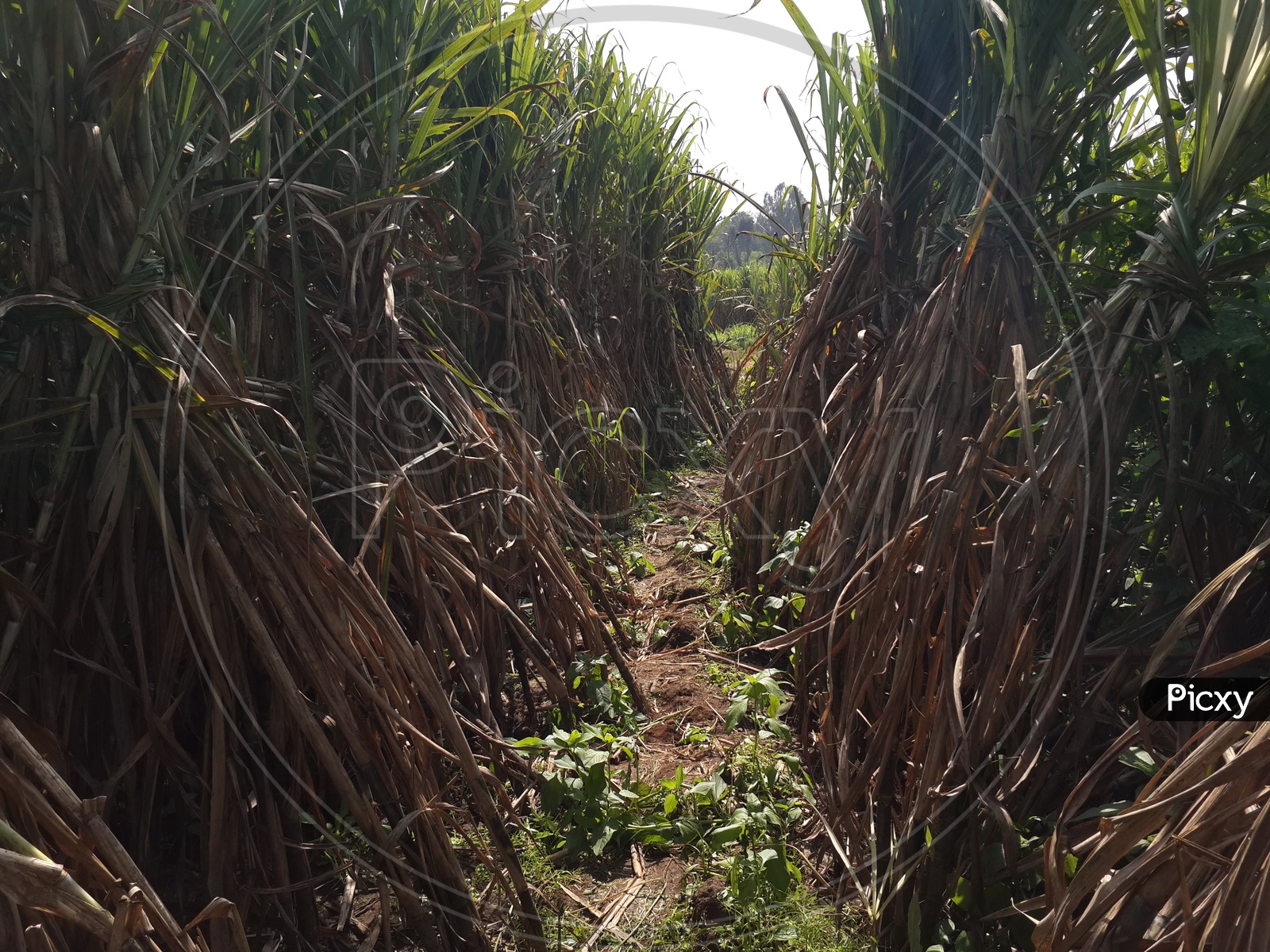 Way through sugarcane crops