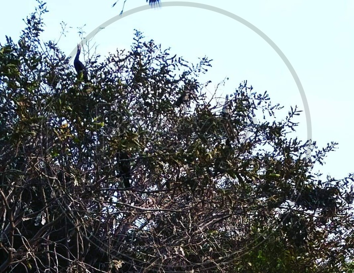 A Crane Bird Flying From a tree