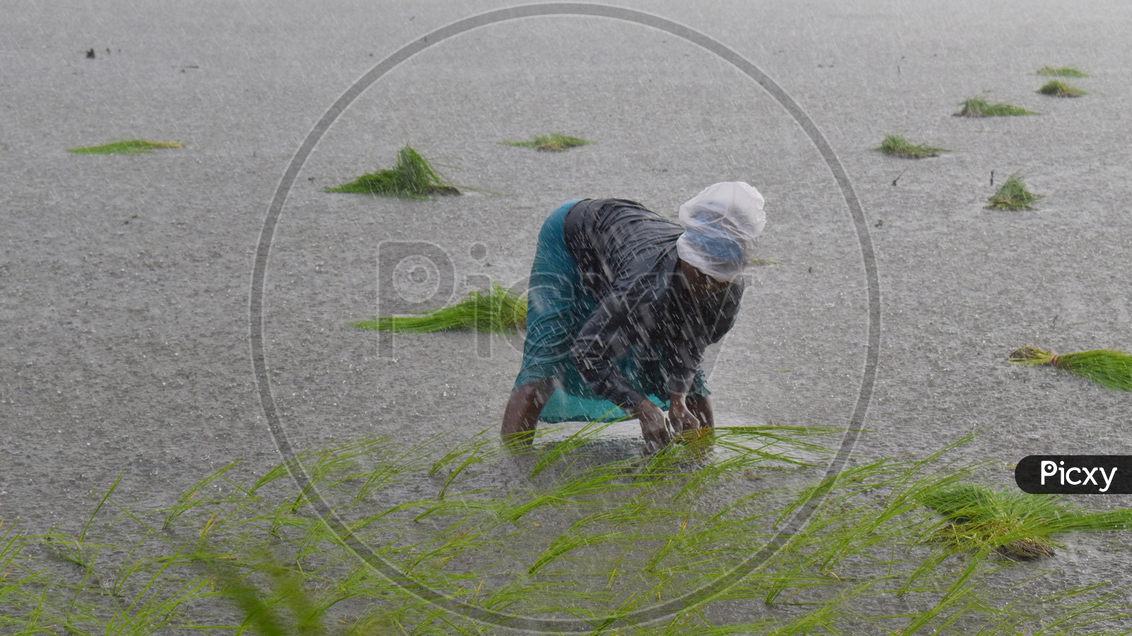 Indian woman farmer planting paddy saplings as it rains heavily