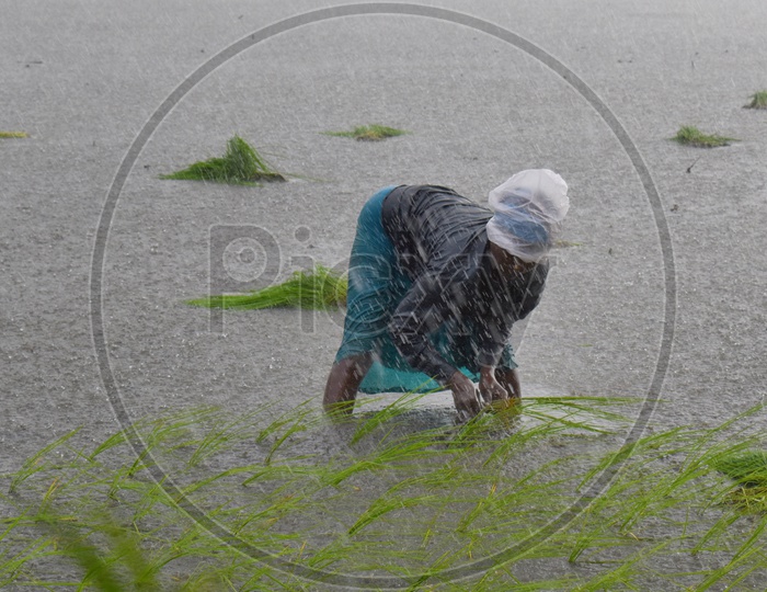 Indian woman farmer planting paddy saplings as it rains heavily