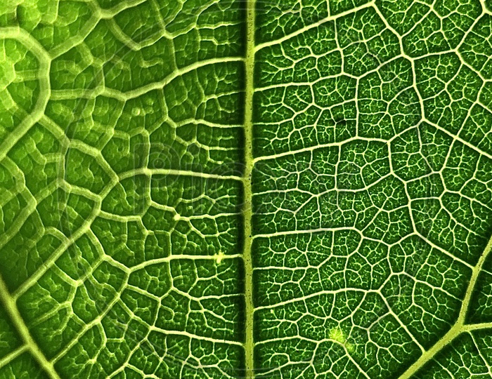 macro of a leaf veins