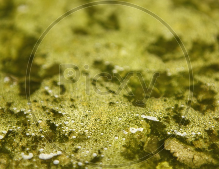 Closeup Of Green Decaying Algae With Texture Forming a Background