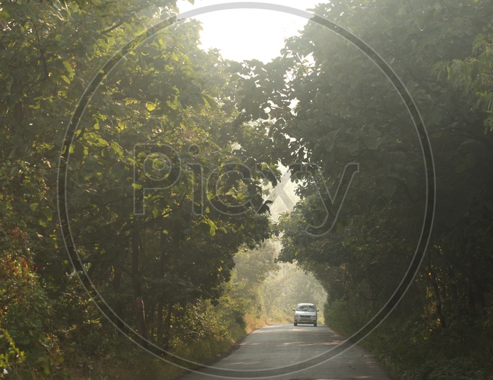 Car Moving  On a Road With Tree Canopy