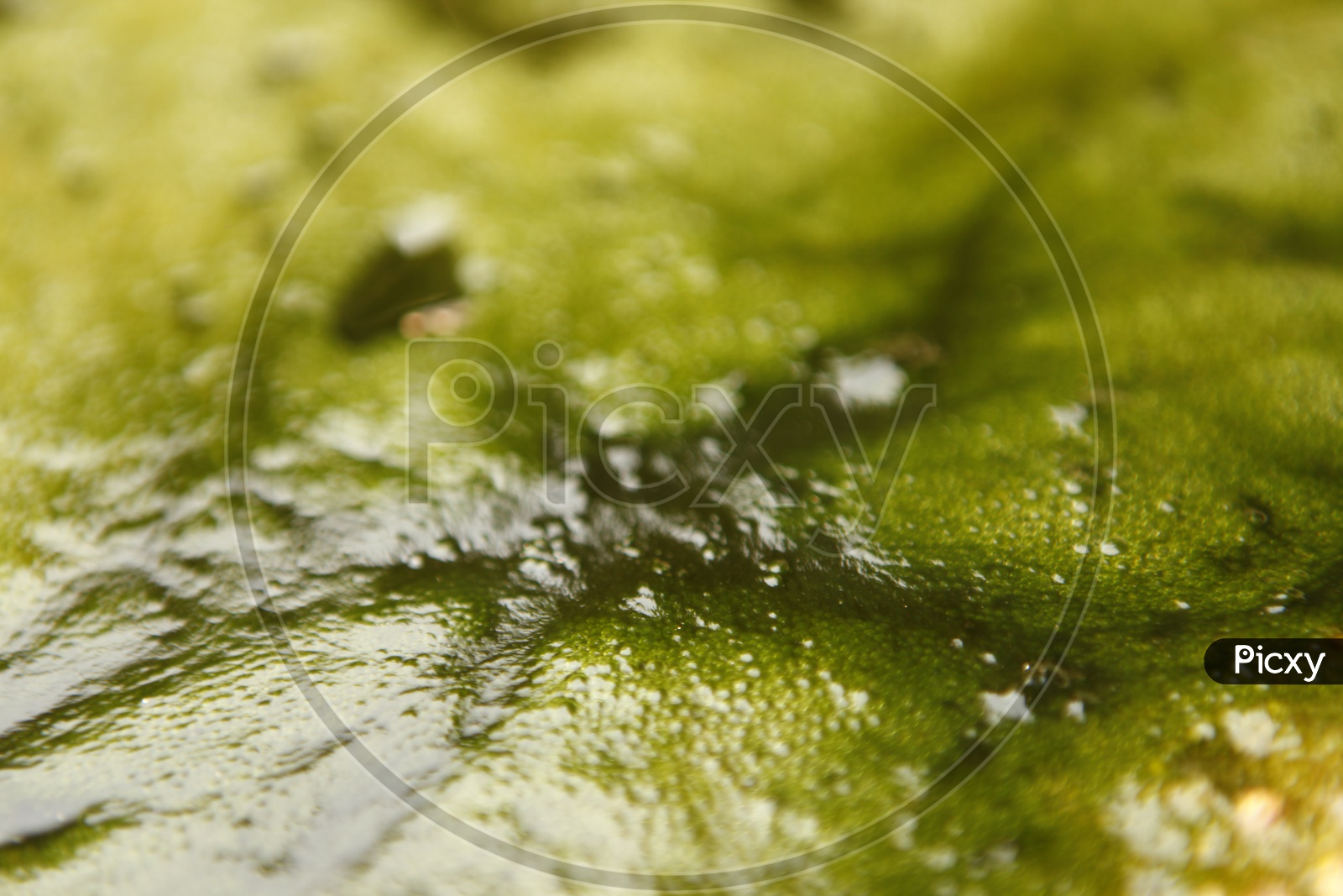 Closeup Of Green Decaying Algae With Texture Forming a Background
