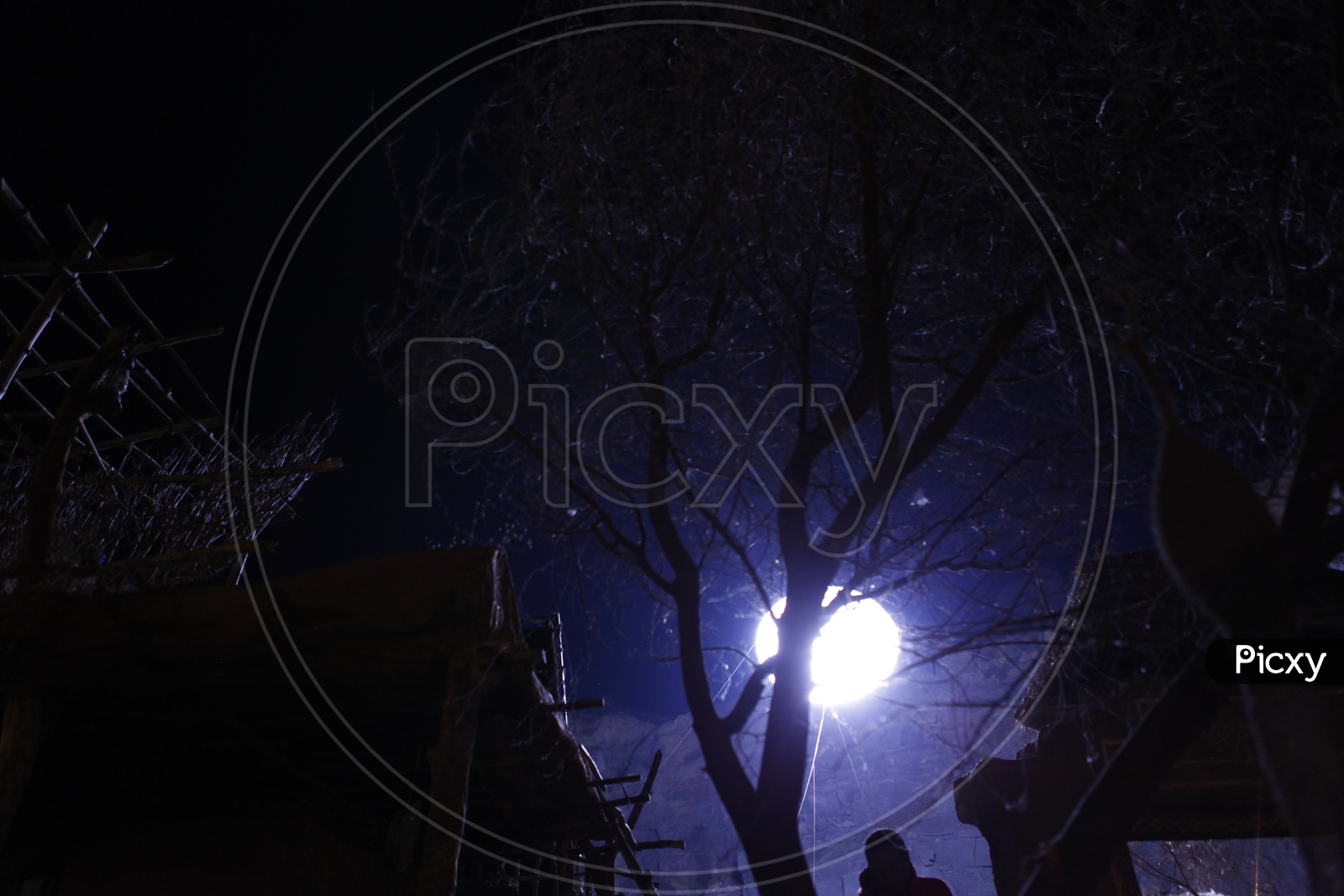 Canopy of  Tree Over Bright Full Moon