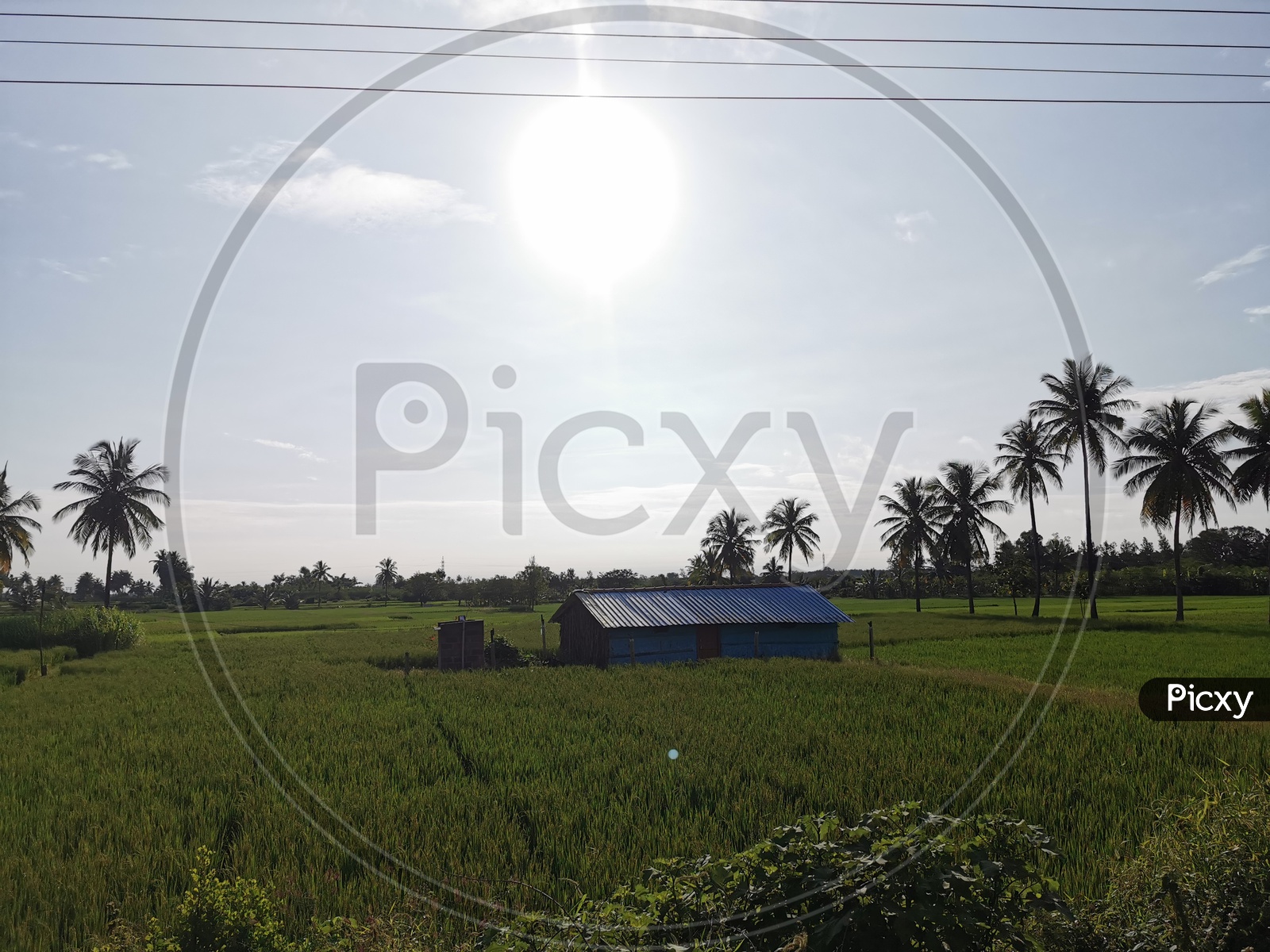 Huts In a Paddy Field With Blue Sky As Background