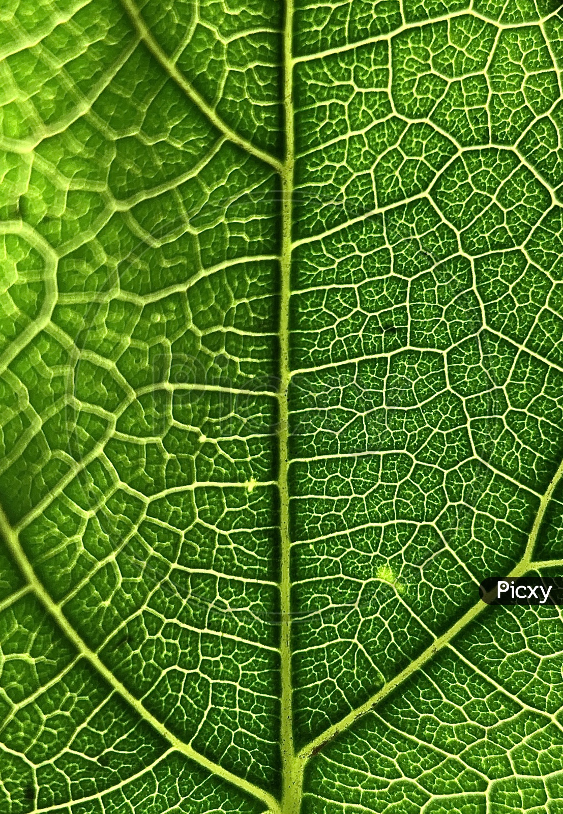 macro of a leaf veins