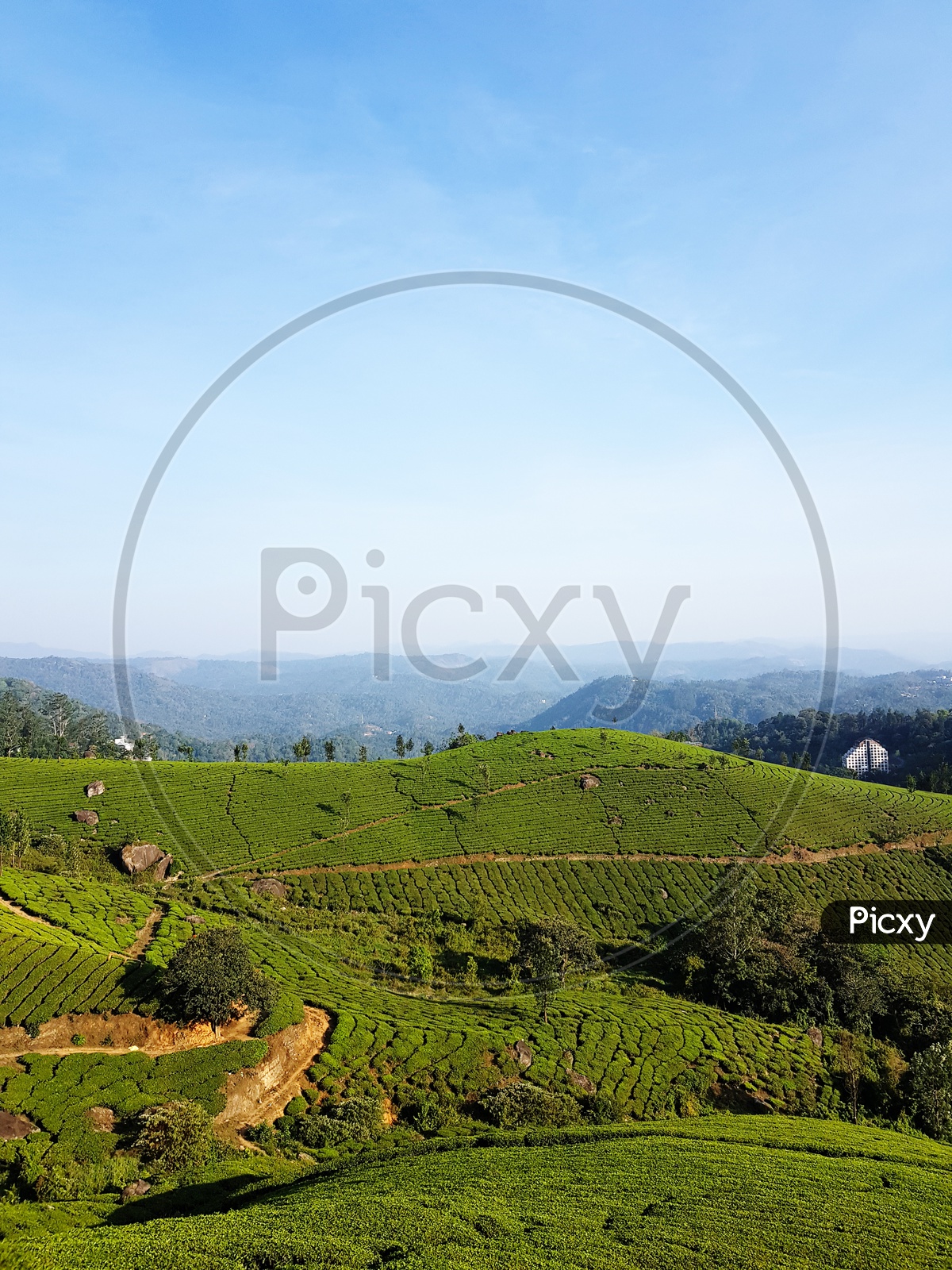 Landscape Photo Of Tea Garden At Munnar, Kerala, With Blue Sky And Green Wave Of Tea Plantation On Mountain Slope