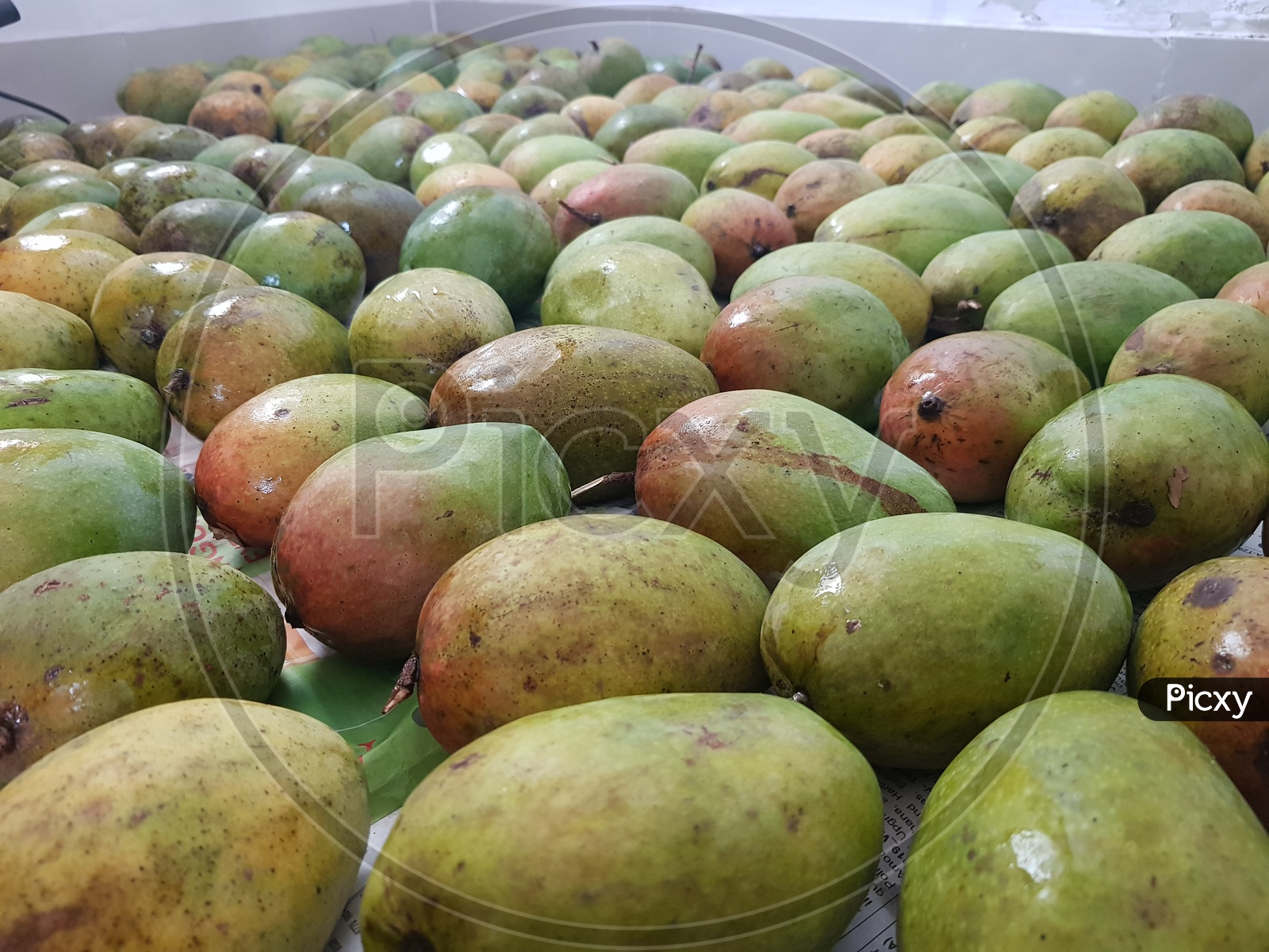 Reddish Yellow And Greenish Ripe Alphonso Mangoes Bunch For Sale