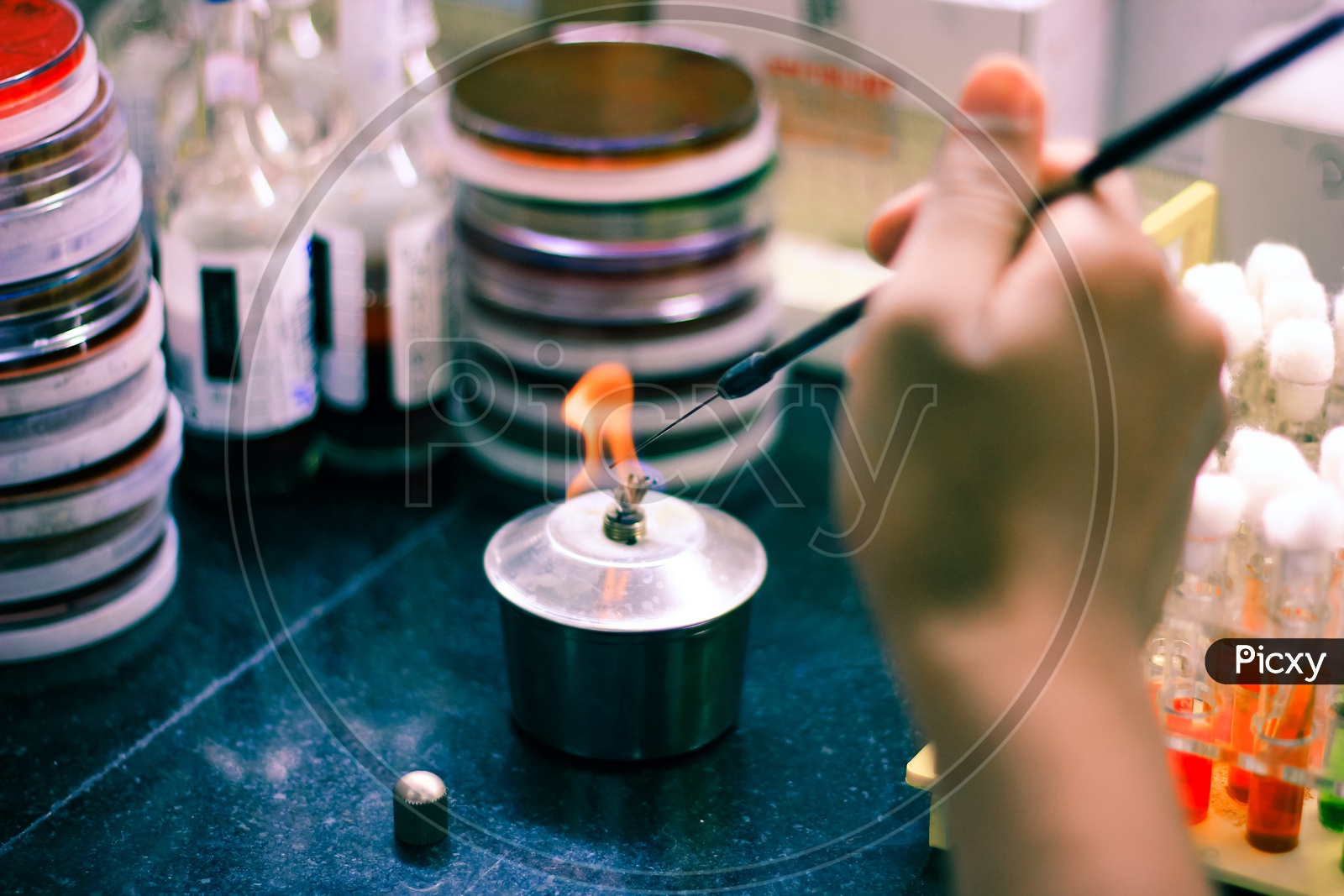 Microbiological Inoculation Loop Being Heated In A Spirit Lamp Flame For Sterilization Disinfection In A Microbiology Laboratory