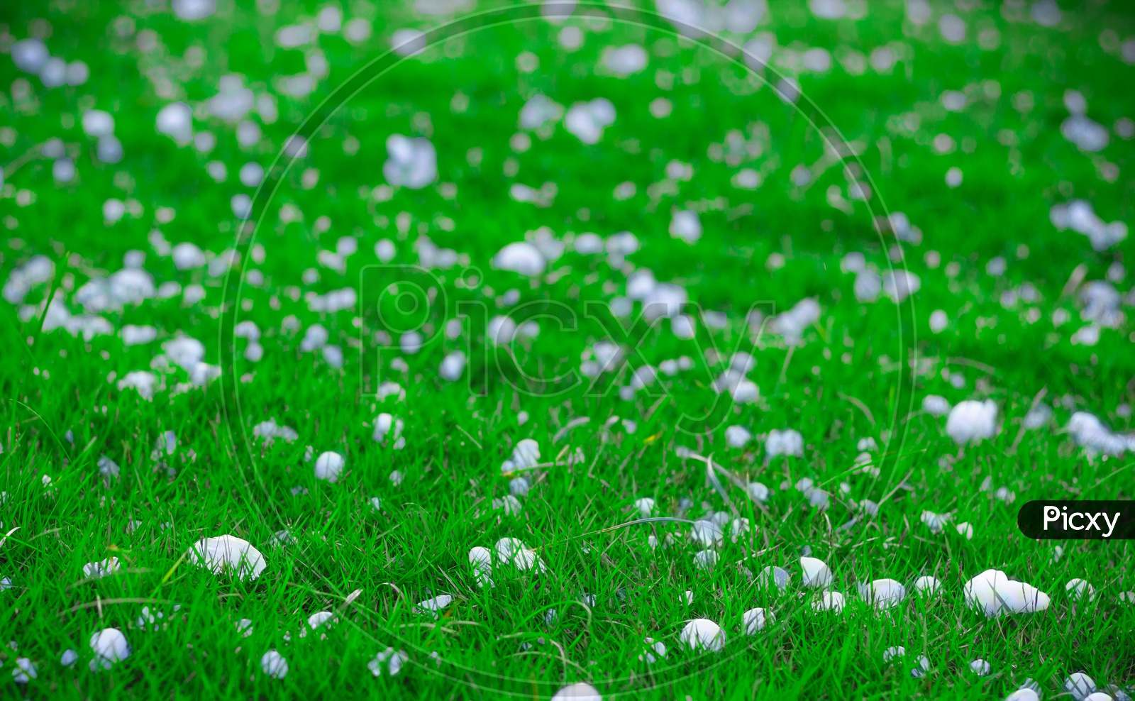 Flakes And Balls Of Ice Crystals On Green Grass After A Hail Storm Appearing Scenic In A Shallow Depth Of Field Landscape Image