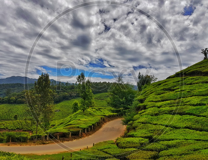 High Dynamic Range Landscape Of Munnar Tea Gardens Kerala Vertical Orientation