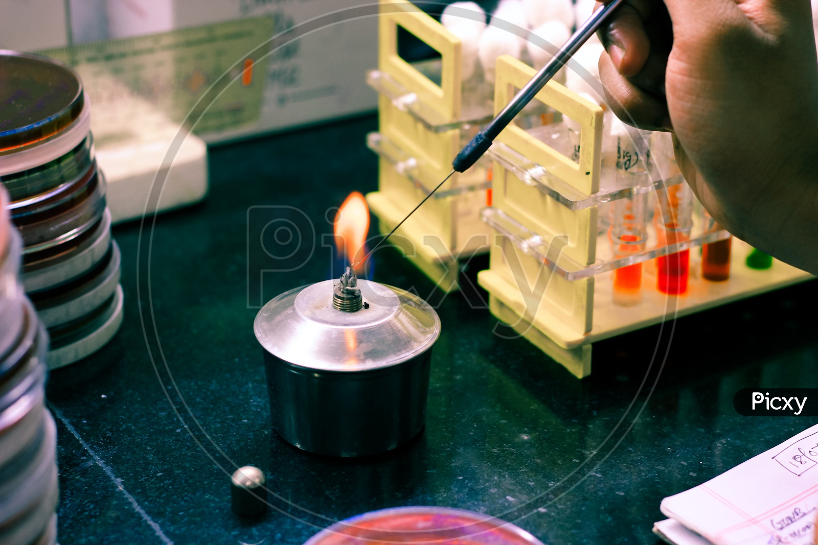 Microbiological Inoculation Loop Being Heated In A Spirit Lamp Flame For Sterilization Disinfection In A Microbiology Laboratory
