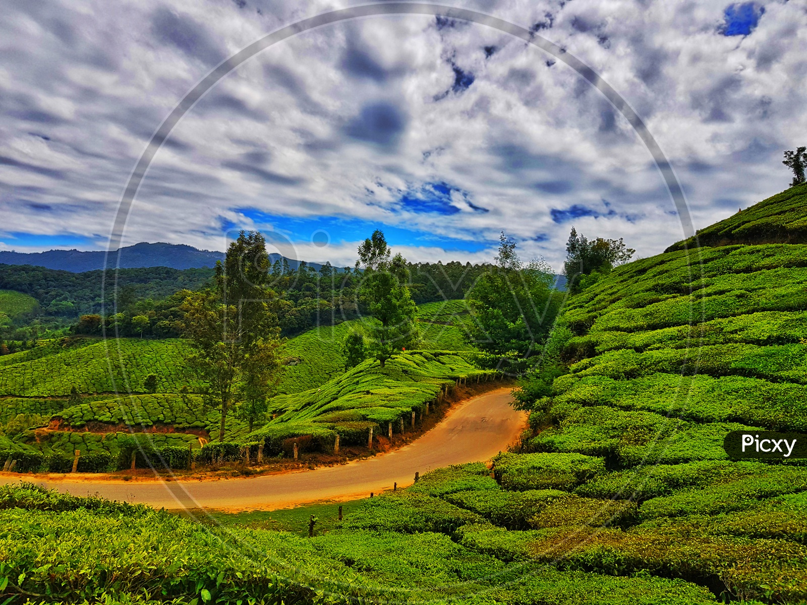 High Dynamic Range Landscape Of Munnar Tea Gardens Kerala