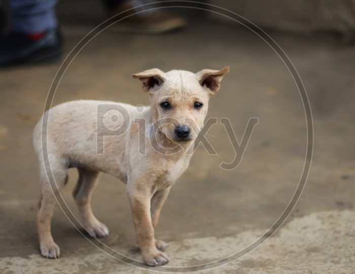 An Innocent Puppy Looking At The Camera. Indian Street Dog